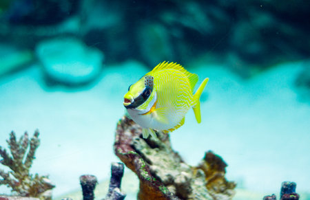 Masked Rabbitfish - Siganus puellus and golden rabbitfish in blue water of aquariumの写真素材