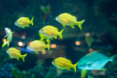 school of Blue stripe grunts in tropical watersの写真素材