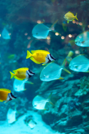 several foxface fish in blue water of aquarium