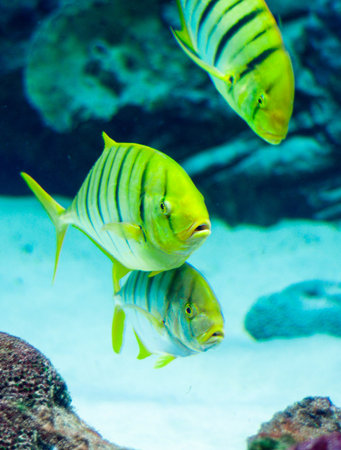 Gnathanodon speciosus vertical black stripes yellow fish vertical black stripes
