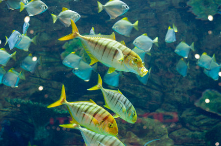 Gnathanodon speciosus vertical black stripes yellow fish vertical black stripes