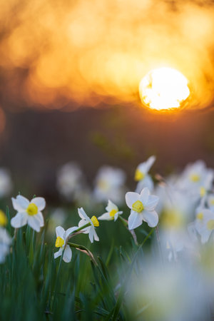 White narcissus flowerbed with evening sun disk on backgroundの写真素材