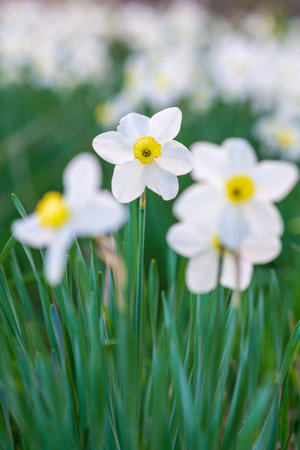Many beautiful white narcissus with yellow center are bloomingの写真素材