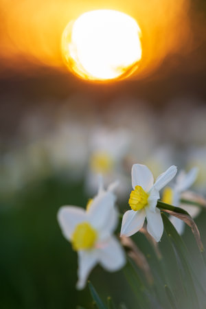 White narcissus flowerbed with evening sun disk on backgroundの写真素材