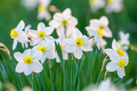 Many beautiful white narcissus with yellow center are bloomingの写真素材