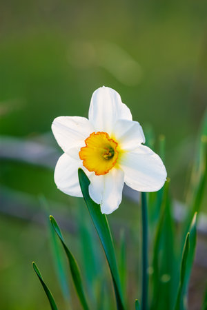 Beautiful white narcissus with yellow center is bloomingの写真素材