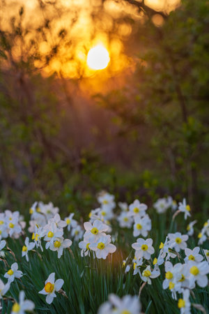 White narcissus flowerbed with evening sun disk on backgroundの写真素材