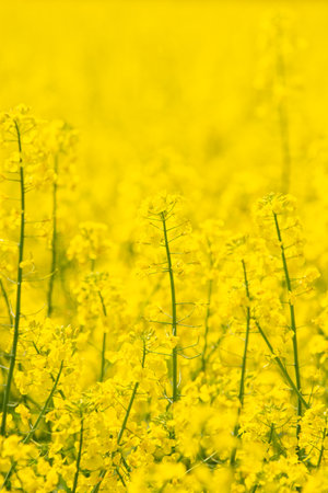 yellow blooming rapeseed field. One separate plant on yellow background.