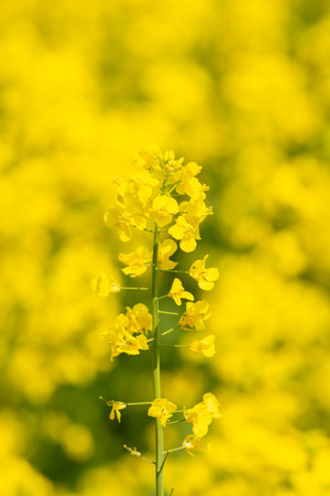 yellow blooming rapeseed field. One separate plant on yellow background.の写真素材
