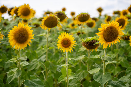 Bright sunflower growing on the fieldの写真素材