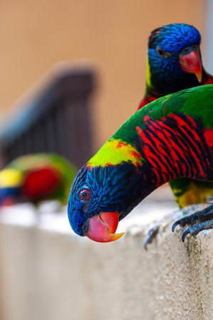 Colorful lorikeet curiously looking with leaned head