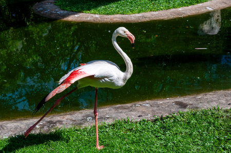 Pink flamingo doing exercises on the bank in largest bird park in Kuala Lumpurの写真素材