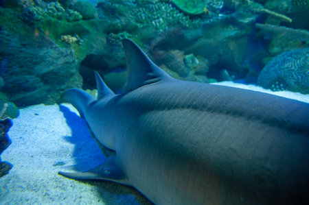 Body of a shark laying on sandy bottom of aquariumの写真素材