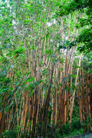 long stems of bamboo and bright light behindの写真素材