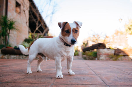 Jack Russell Terrierの写真素材