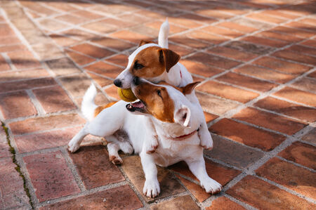 Jack Russell Terrierの写真素材