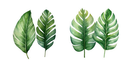 Set of tropical watercolor leaves, Exotic plants, palm leaves, monstera on an isolated white backgroundのイラスト素材