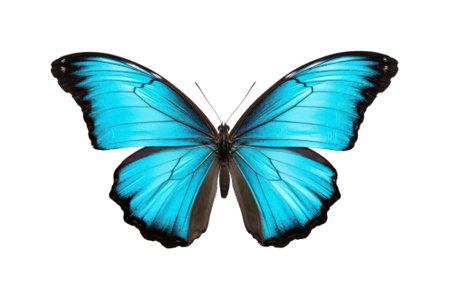 Blue butterfly isolated on white background. Exotic tropical butterfly with blue wings.の素材