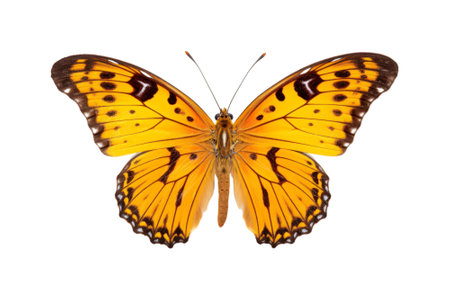 Butterfly isolated on white background. Clipping path included.の素材