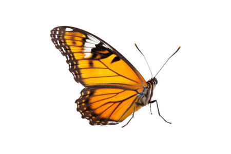 Butterfly isolated on white background. Common Tiger (Danaus chrysippus)の素材