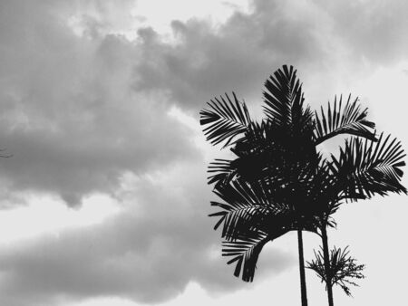 Cloud and treesの素材