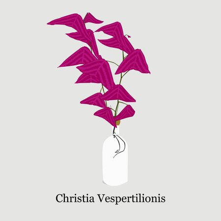 Ornamental Plant Christia Vespertilionis  Illustration Designのイラスト素材