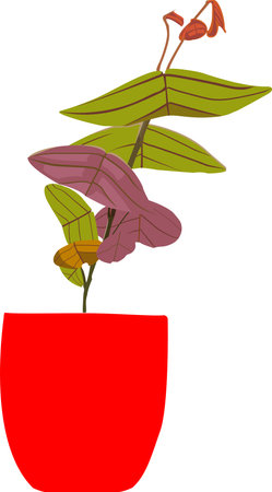 Ornamental Plants Cristia Vespertilionis Vector Illustration Designのイラスト素材