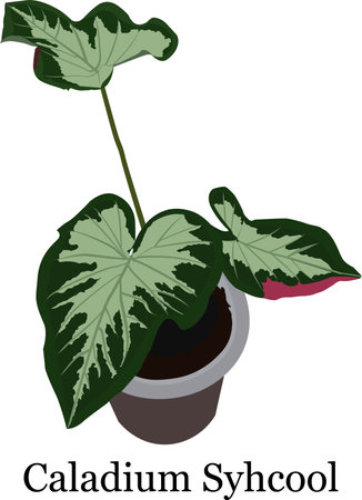 Ornamental Plant Caladium Syhcool Vector Illustrationのイラスト素材