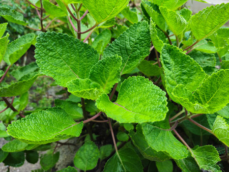 close up of Plectranthus amboinicus plant