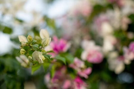 closeup shot of bougainvillaea flower with blur background