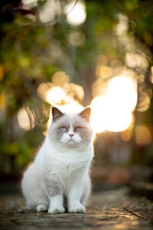 cat siting in a garden during beautiful sunsetの写真素材