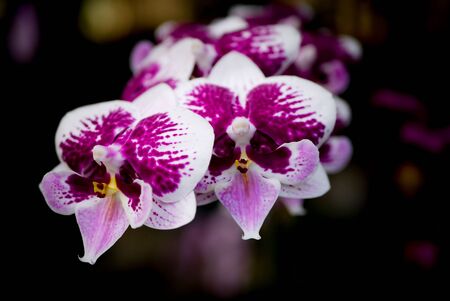 Close up picture of moth orchid flowers blooming in the greenhouse. Macro. Orchid pattern. Orchid selective focused backgroundの写真素材