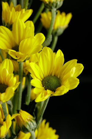 Chrysanthemums are colorful, easy to grow. Chrysanthemums flower on black backgroundの写真素材