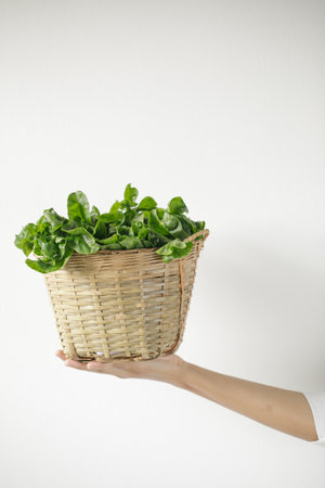 a lady holding a basket of brazilian spinach on white backgroundの写真素材