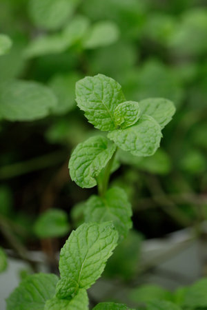 green fresh papermint in naturallight.の写真素材
