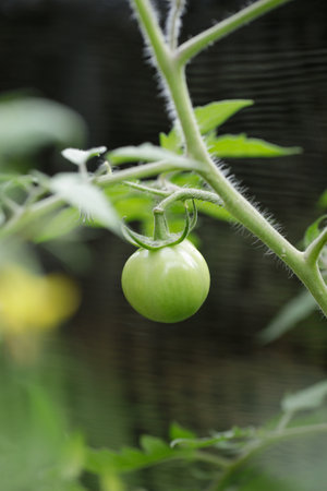 green and unripe tomatoes are hanging on the treeの写真素材