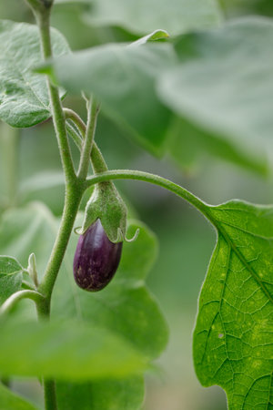 Eggplant in the garden. Fresh organic eggplant aubergine. Purple aubergine growing in the soil.の写真素材