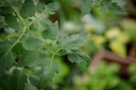 a green tomato leaf in a gardenの写真素材