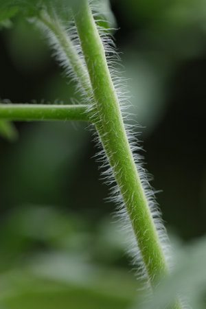 closeup shoot of tomato treeの写真素材
