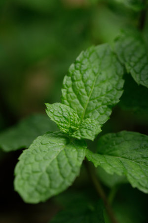 green fresh papermint in naturallight.の写真素材