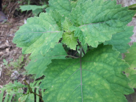 Fresh green patchouli leaves. The leaves contain a strong essential oil that is commonly used as a...