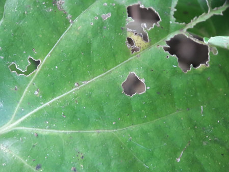 Close up photo of leaves eaten by pests or caterpillars causing damage to the leaves