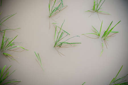 A close up shot of paddy field with newly planted paddy.