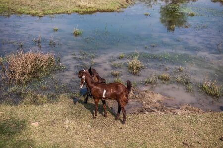 A shot of two brown goats at a prairie.
