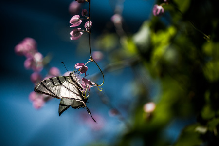 A shot of a tiger swallowtail butterfly on a pink flower.の写真素材