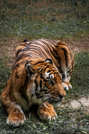 A shot of a siberian tiger ready to pounce on its prey.の写真素材
