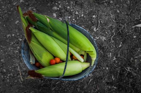 A shot of corns and tomatoes in a blue pail.の写真素材