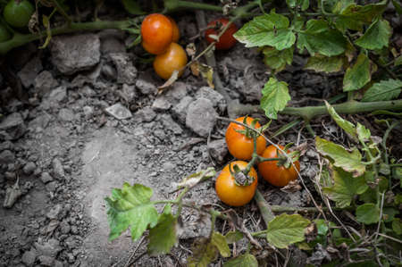 A shot of cherry tomatoes taken at a local farm in Oman.の写真素材