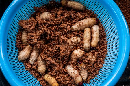 A shot of mulong worms taken at a local market in Bintulu, Sarawak Malaysia. The locals eat these worms raw or fried.の写真素材