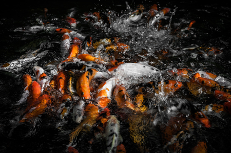 A shot of koi fish at a pond during feeding.の写真素材